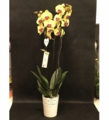 çift dallı sarı orkide özel renk